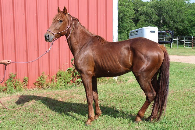 Irish Red